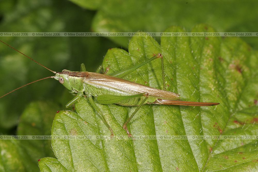 Conocephalus discolor Long-winged cone-head