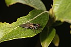 Cordilura a scathophagid fly