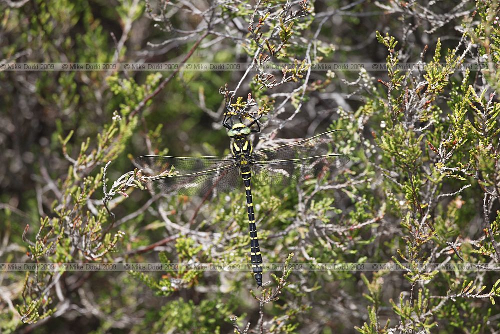 Cordulegaster boltonii Golden-ringed Dragonfly