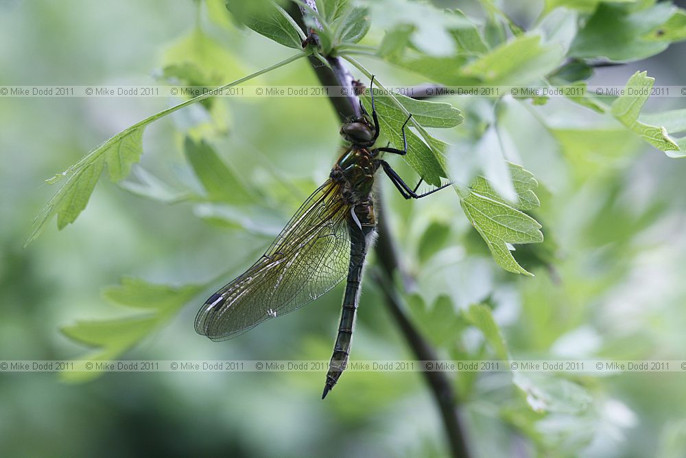 Cordulia aenea Downy Emerald (immature male)