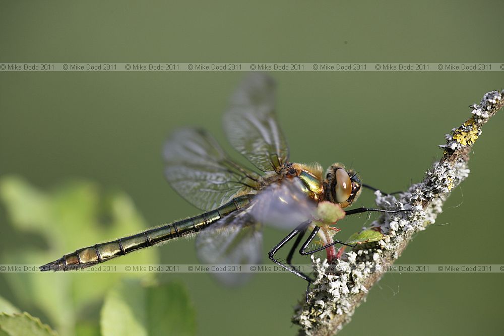 Cordulia aenea Downy Emerald (immature male)