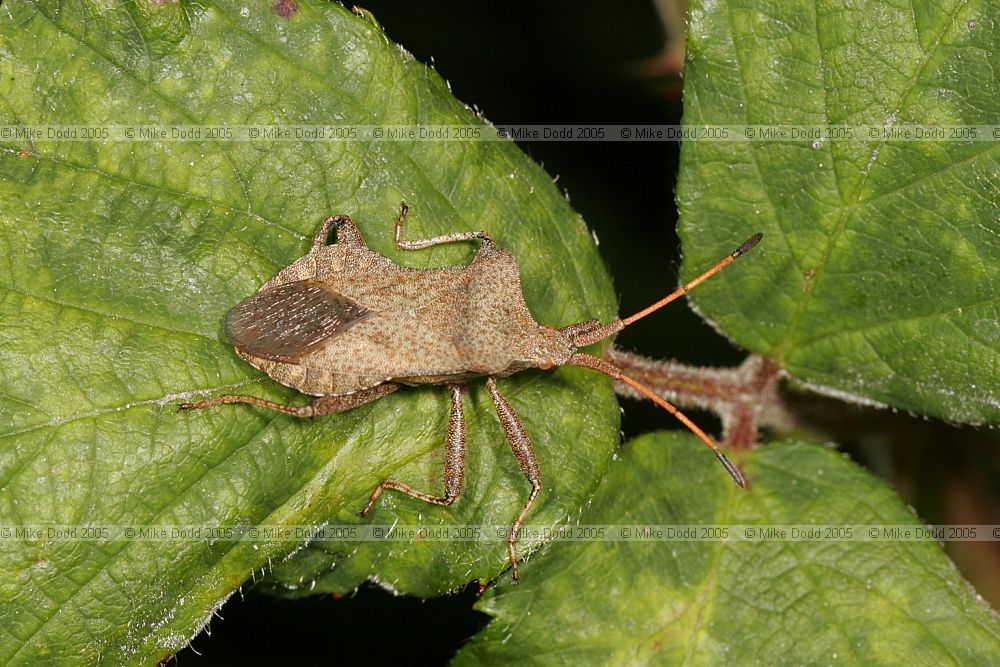 Coreus marginatus Dock bug