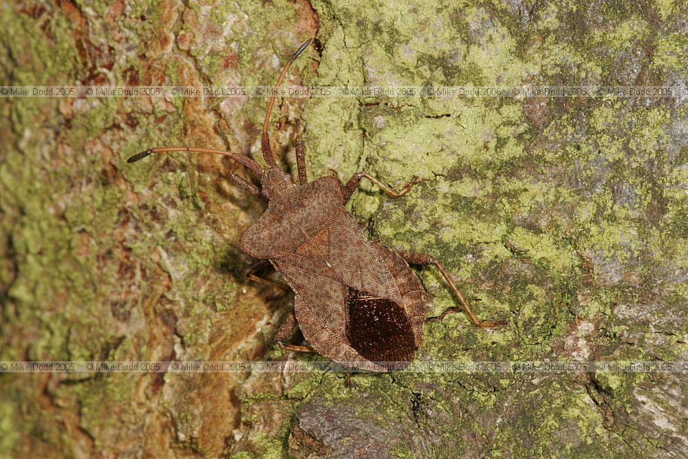 Coreus marginatus Dock bug