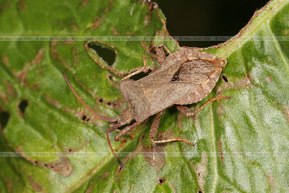 Coreus marginatus Dock bug