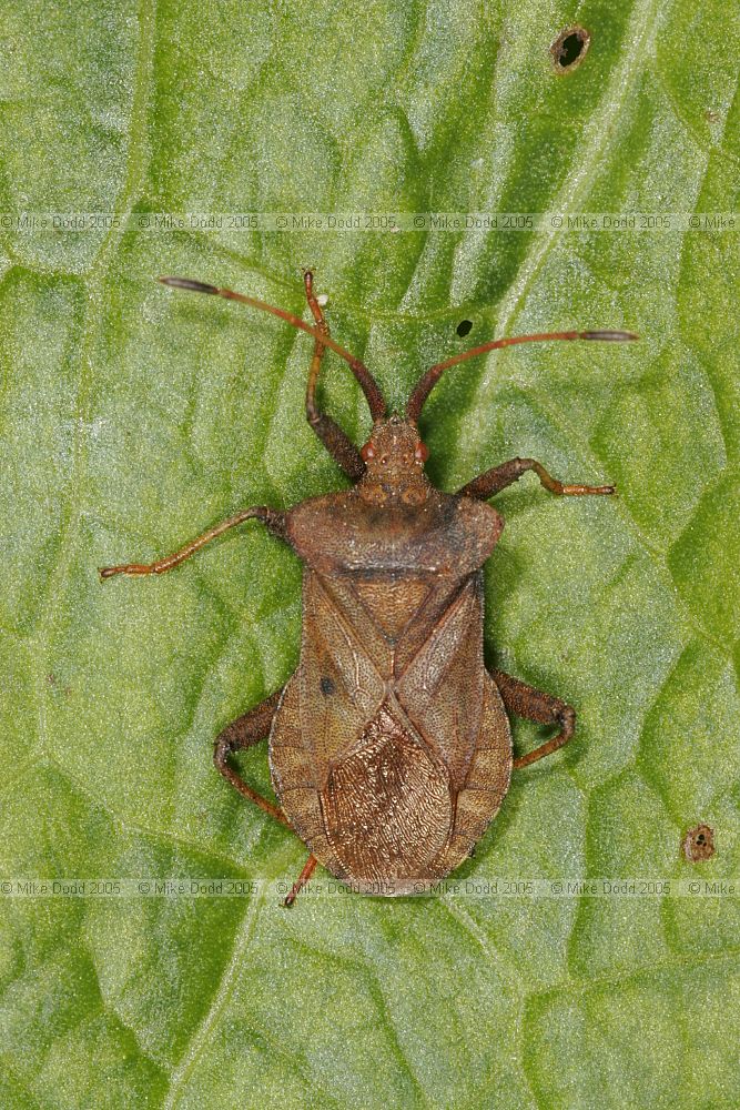 Coreus marginatus Dock bug