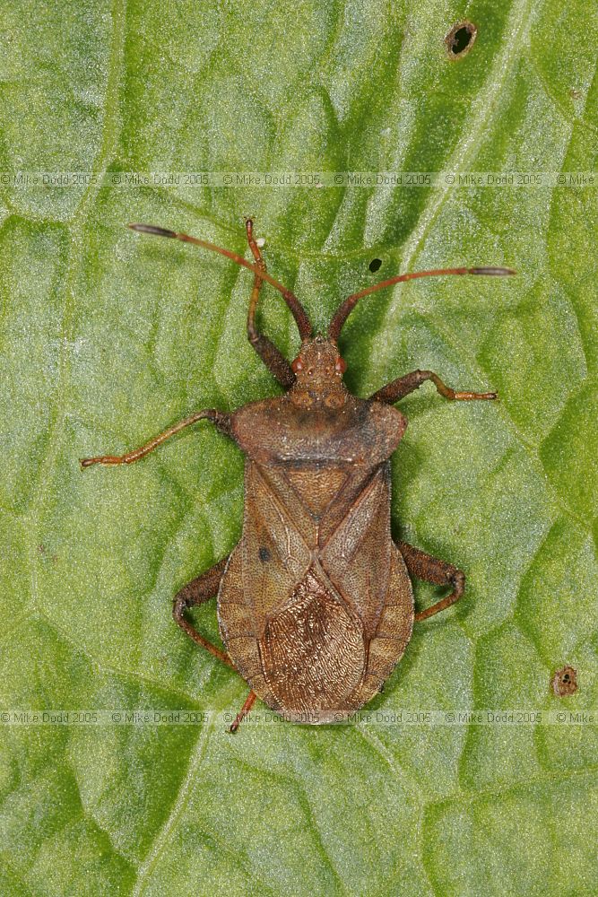 Coreus marginatus Dock bug