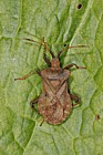 Coreus marginatus Dock bug