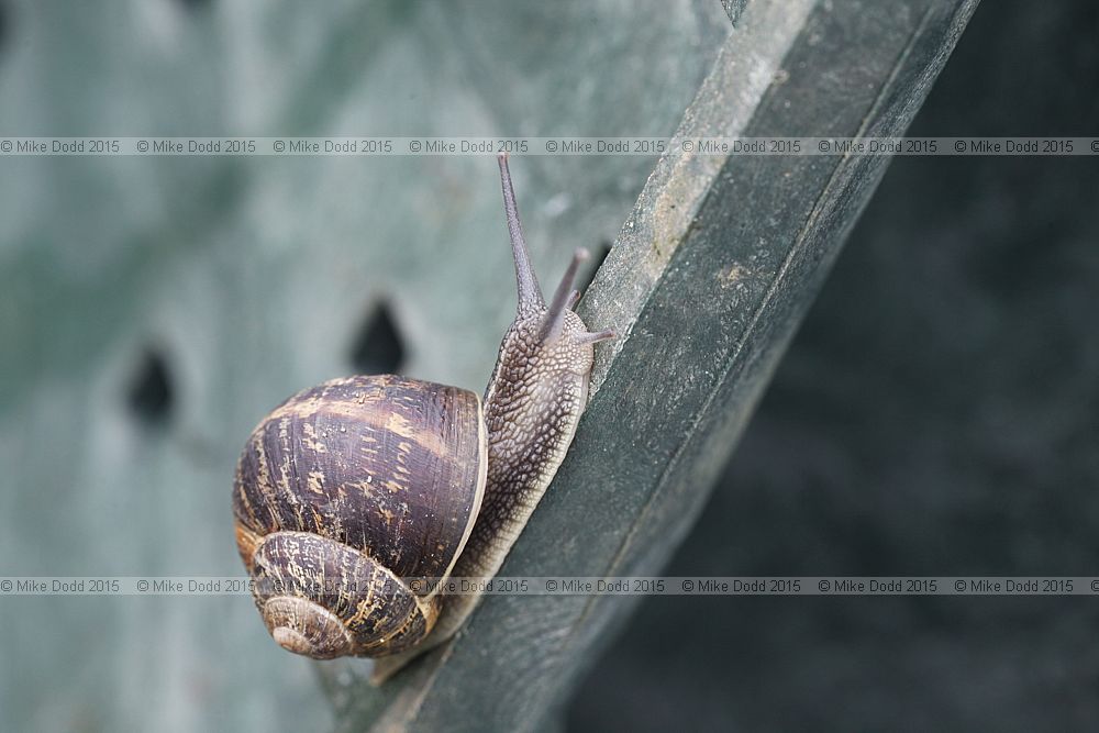 Cornu aspersum Garden snail was Helix aspersa