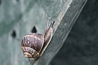 Cornu aspersum Garden snail was Helix aspersa