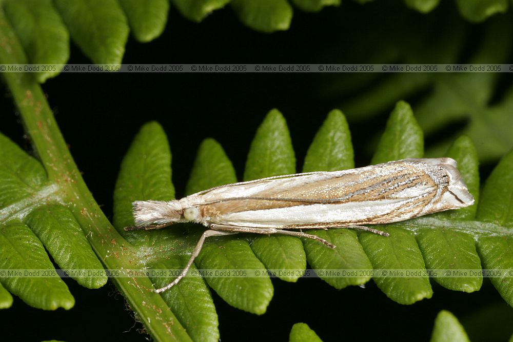 Crambus pascuella grass moth