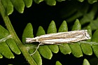 Crambus pascuella grass moth