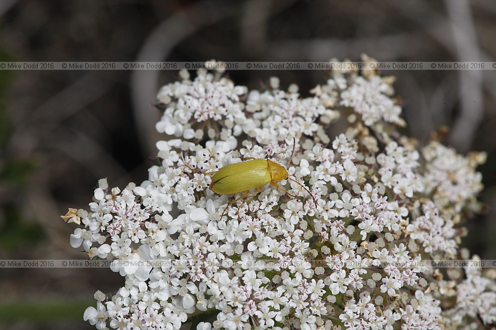 Cteniopus sulphureus Sulphur Beetle