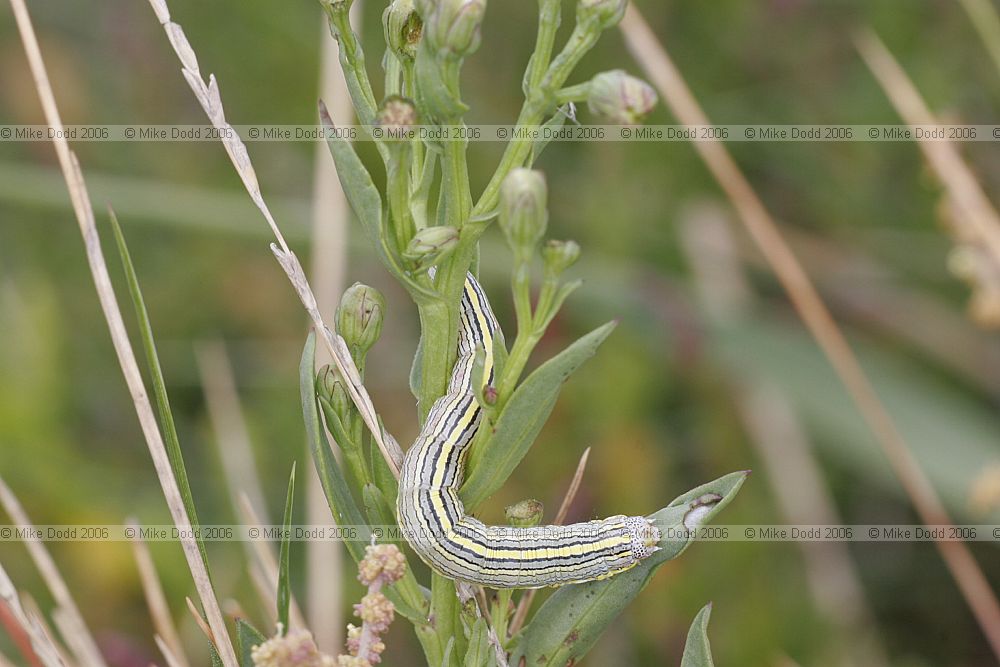 Cucullia asteris Star-wort moth