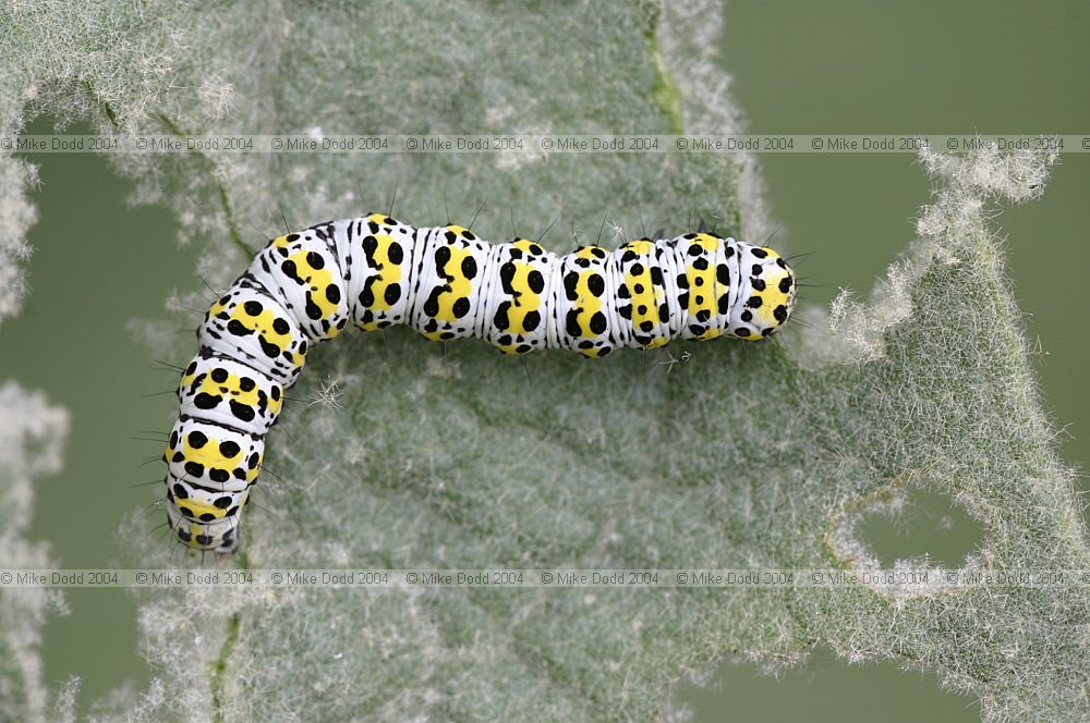 Cucullia verbasci Mullein Moth