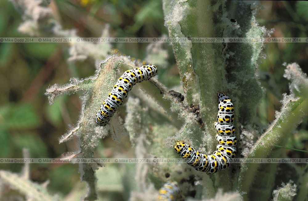 Mullein moth catterpillar Cullia verbasci