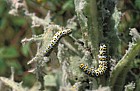 Mullein moth catterpillar Cullia verbasci