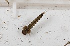 Culicidae Mosquito larva