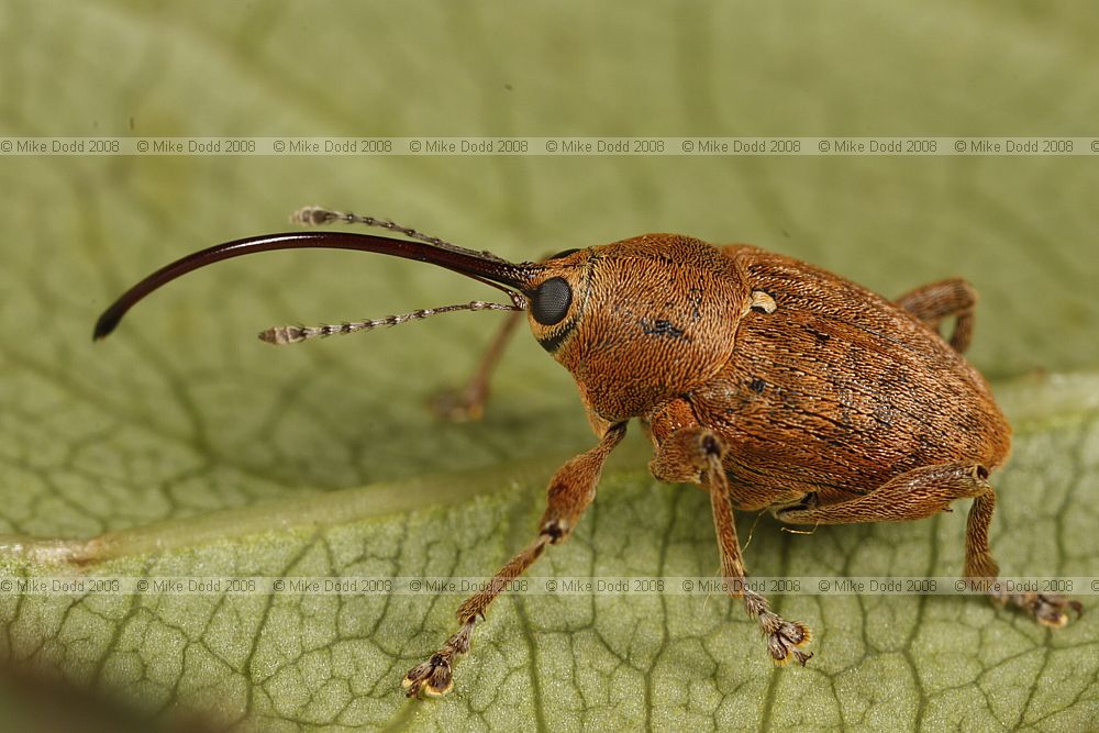 Curculio glandium Acorn weevil which feeds on Acorns.  This specimen was found on Walton-on-the-Naze beach blown there away from suitable habitat.