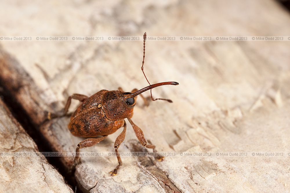 Curculio nucum Nut Weevil