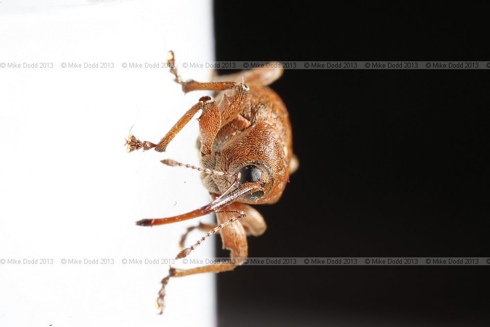 Curculio nucum Nut Weevil