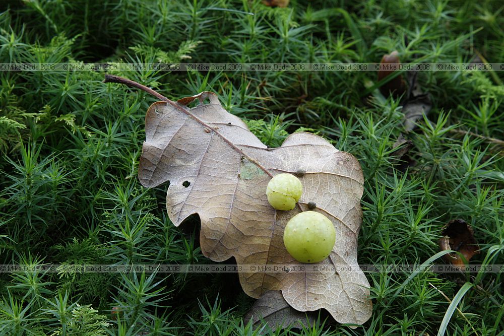 Cynips quercusfolii