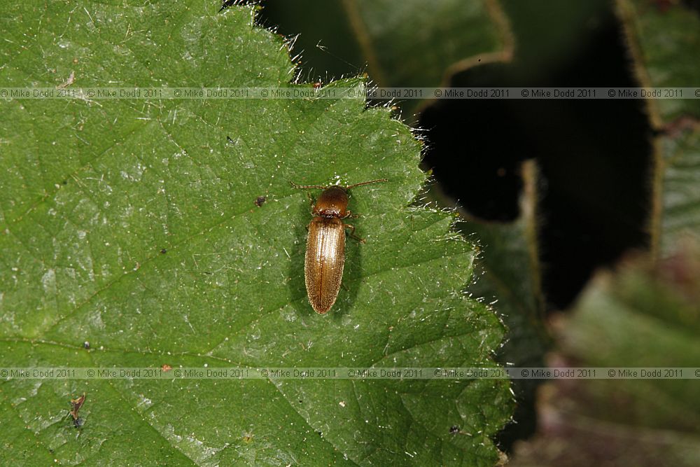 Dalopius marginatus a click beetle (?)