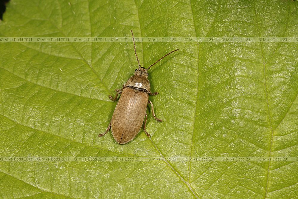 Dascillus cervinus Orchid Beetle