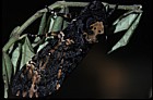Death's Head Hawk moth Acherontia atropos