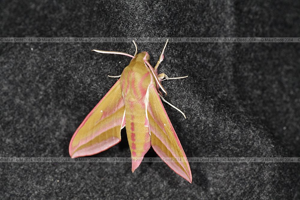 Deilephila elpenor Elephant Hawk-moth