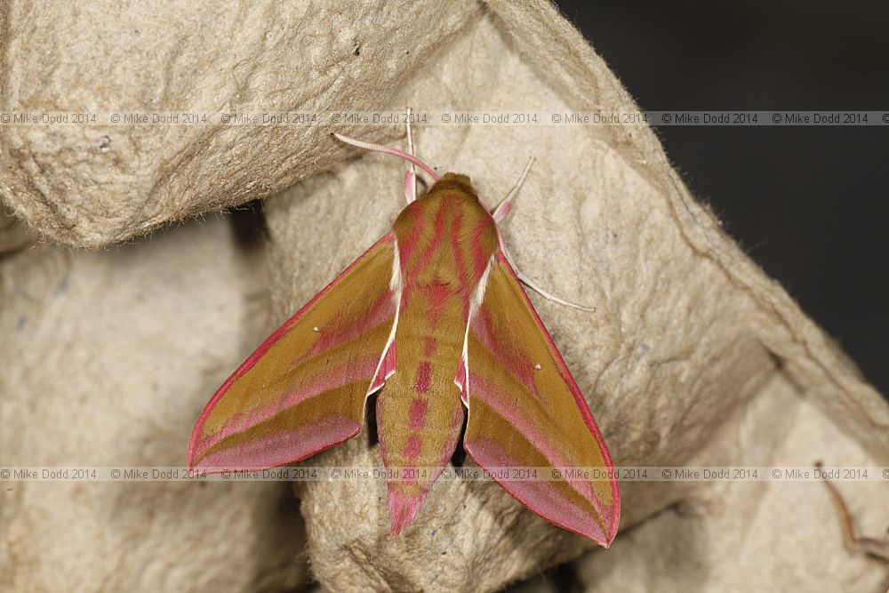 Deilephila elpenor Elephant Hawk-moth