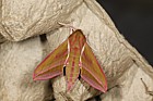 Deilephila elpenor Elephant Hawk-moth