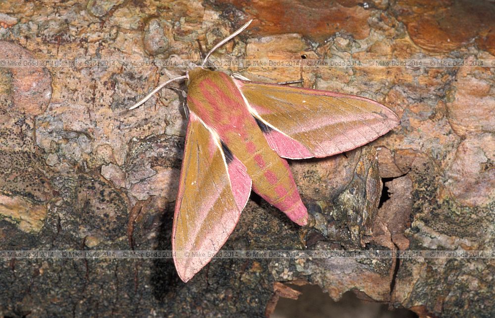 Elephant Hawk moth Deilephila elpenor