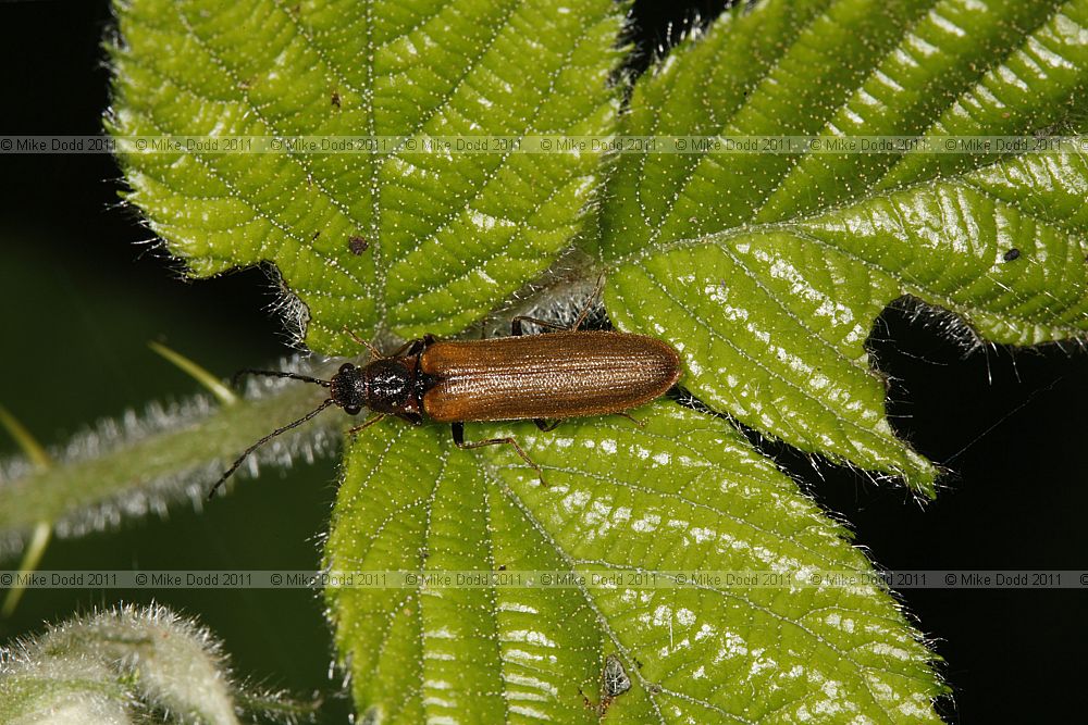 Denticollis linearis a click beetle