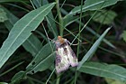 Diachrisia chrysitis Burnished Brass moth