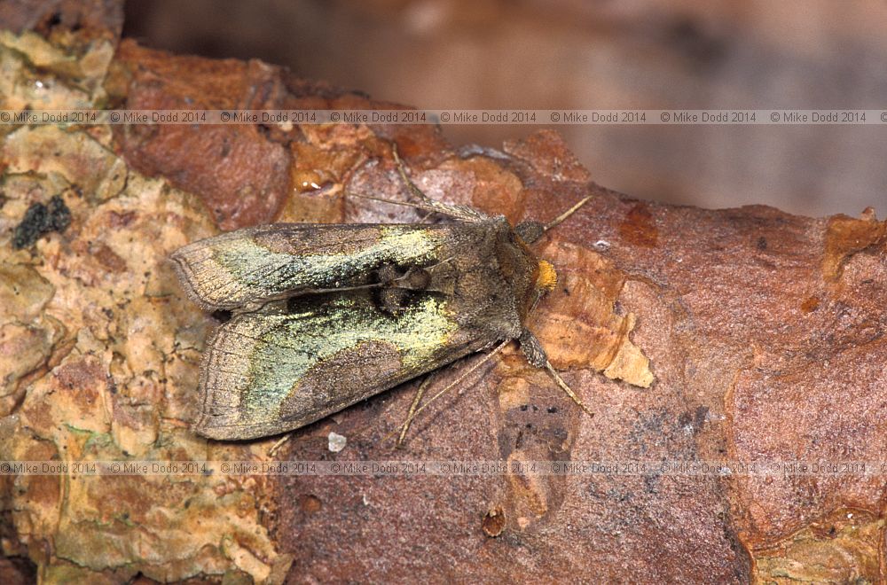 Burnished brass moth Diachrysia chrysitis