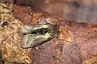 Burnished brass moth Diachrysia chrysitis