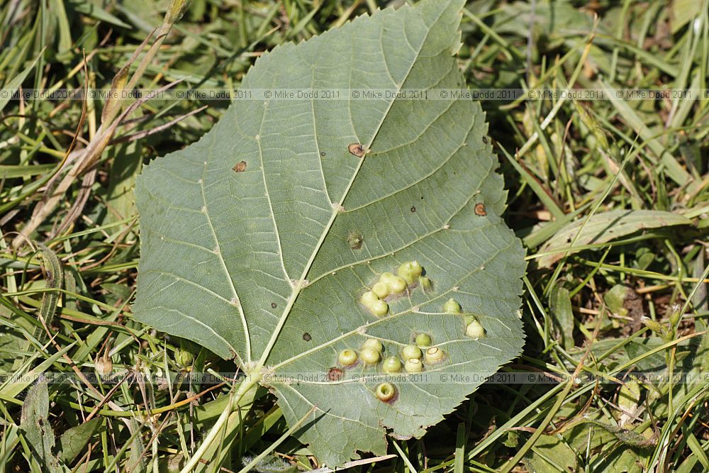 Didymomyia tiliacea mite on Tilia