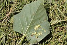 Didymomyia tiliacea mite on Tilia
