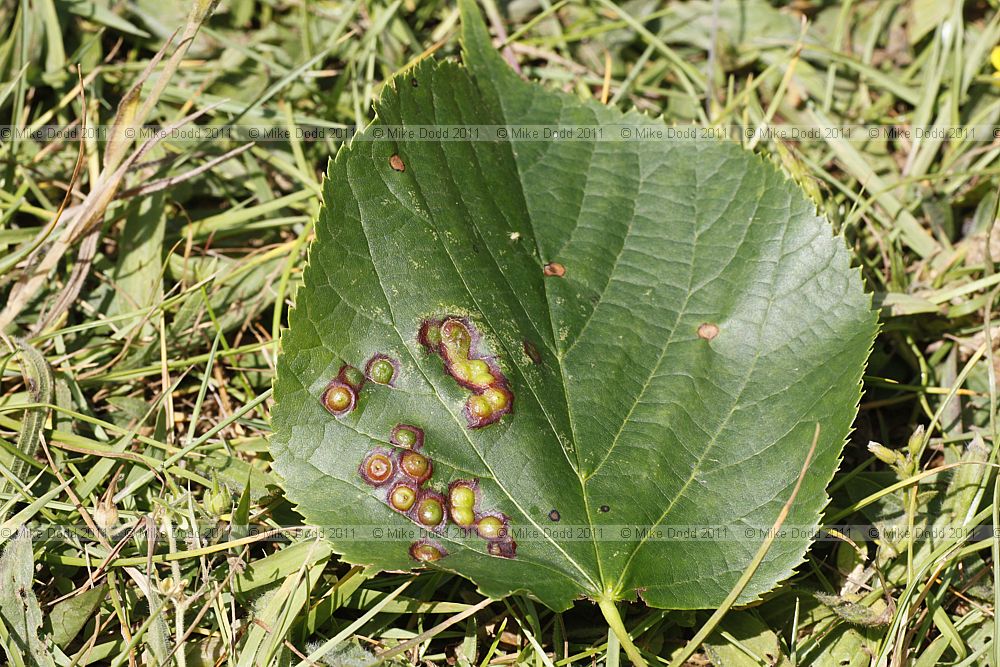 Didymomyia tiliacea mite on Tilia