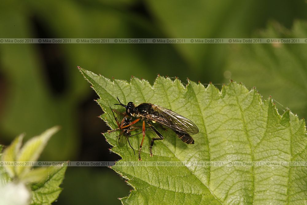 Dioctria rufipes