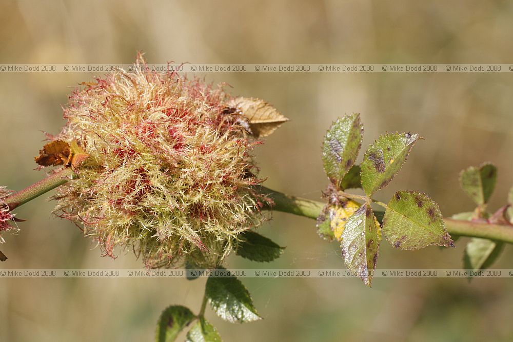 Diplolepis rosae Robin's pincushion gall