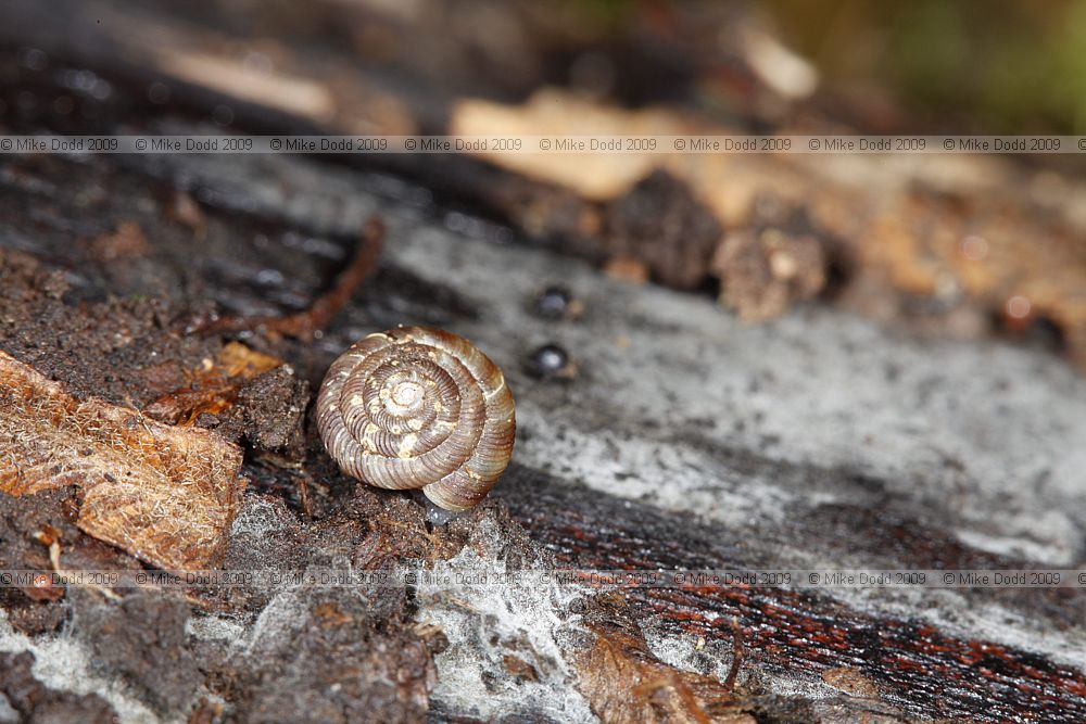 Discus rotundatus Rounded Snail