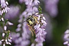 Dolichovespula sylvestris Tree Wasp