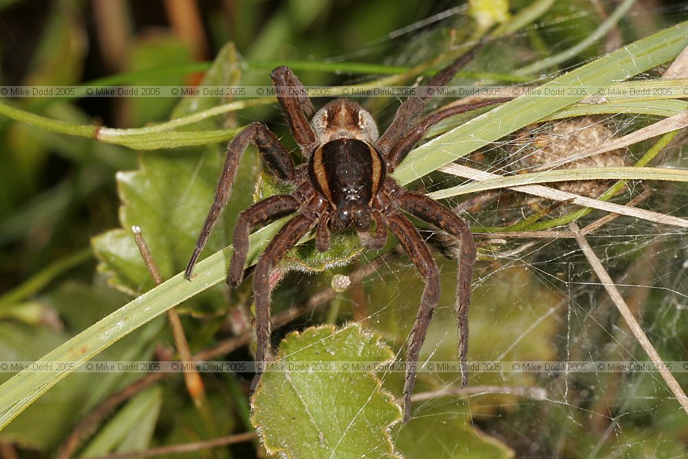 Dolomedes fimbriatus