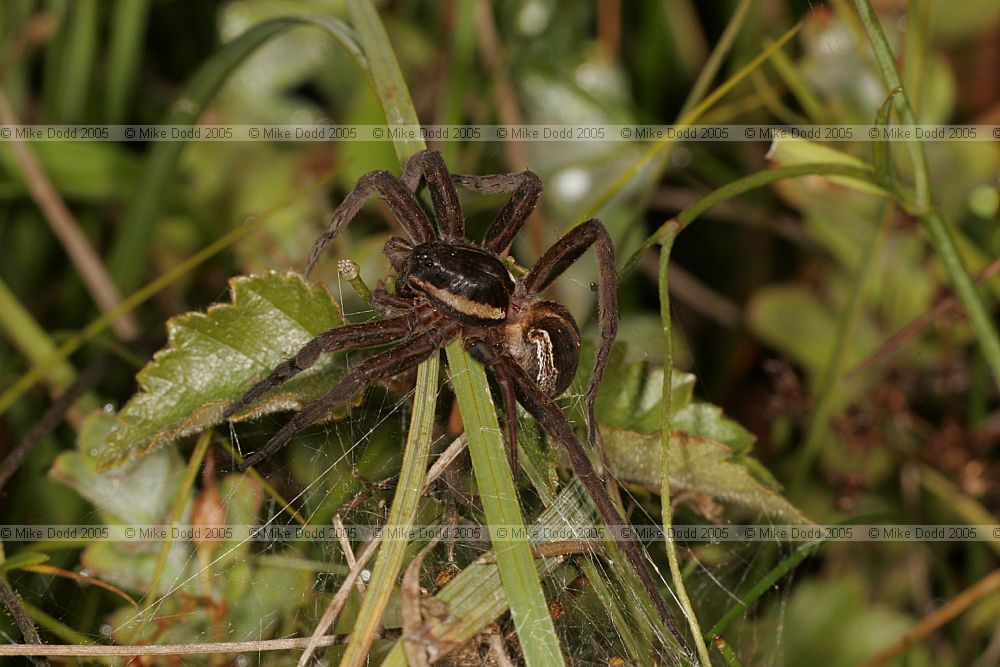 Dolomedes fimbriatus