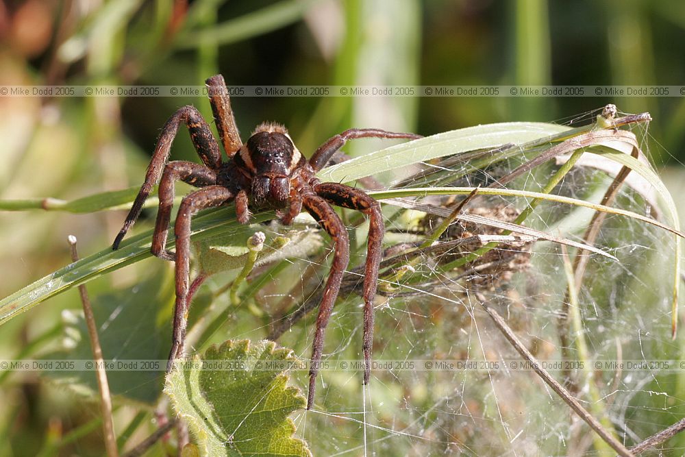 Dolomedes fimbriatus