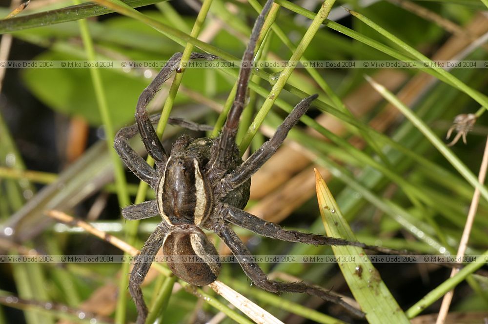 Dolomedes fimbriatus spider in bog new forest