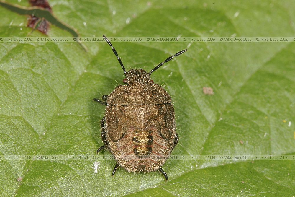 Dolycoris baccarum Hairy shieldbug