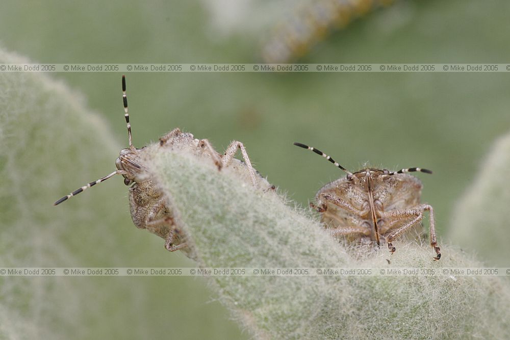 Dolycoris baccarum Hairy shieldbug