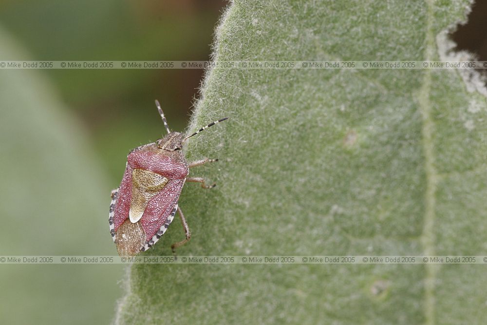 Dolycoris baccarum Hairy shieldbug